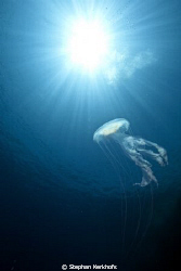 luminescent jellyfish taken at anemone city. by Stephan Kerkhofs 